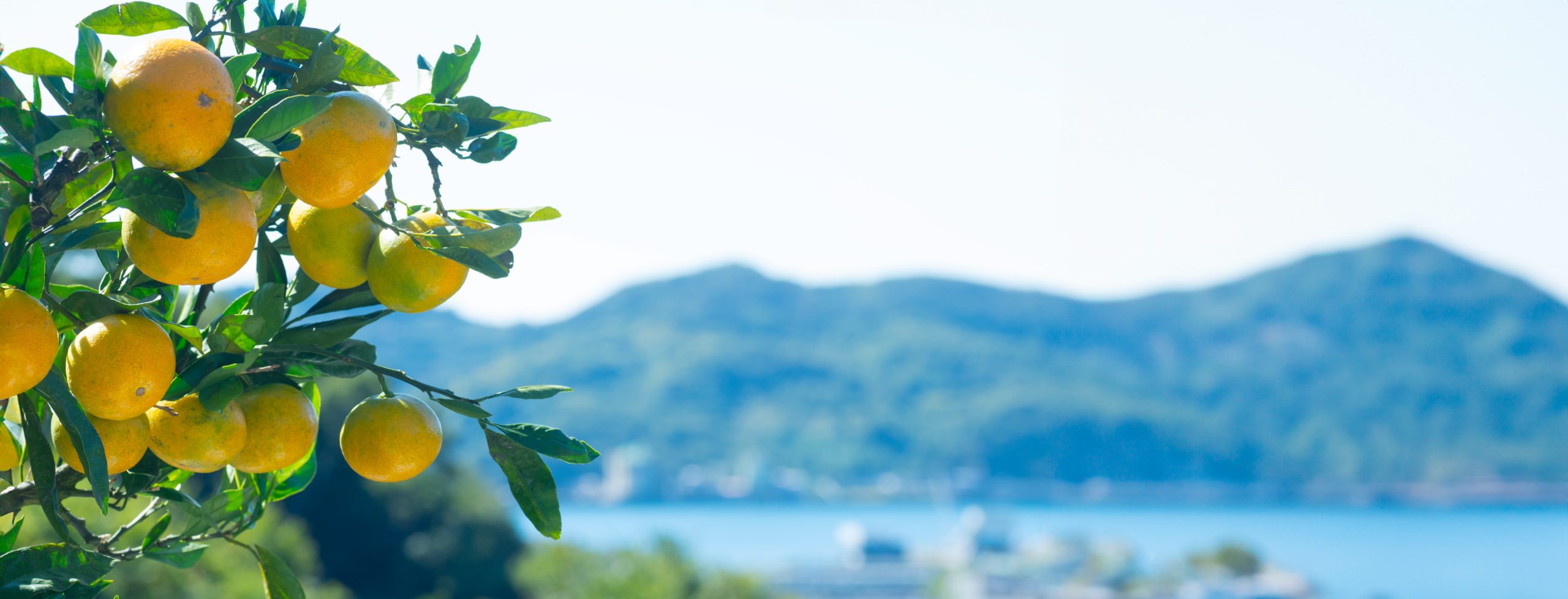 下津のみかんと海