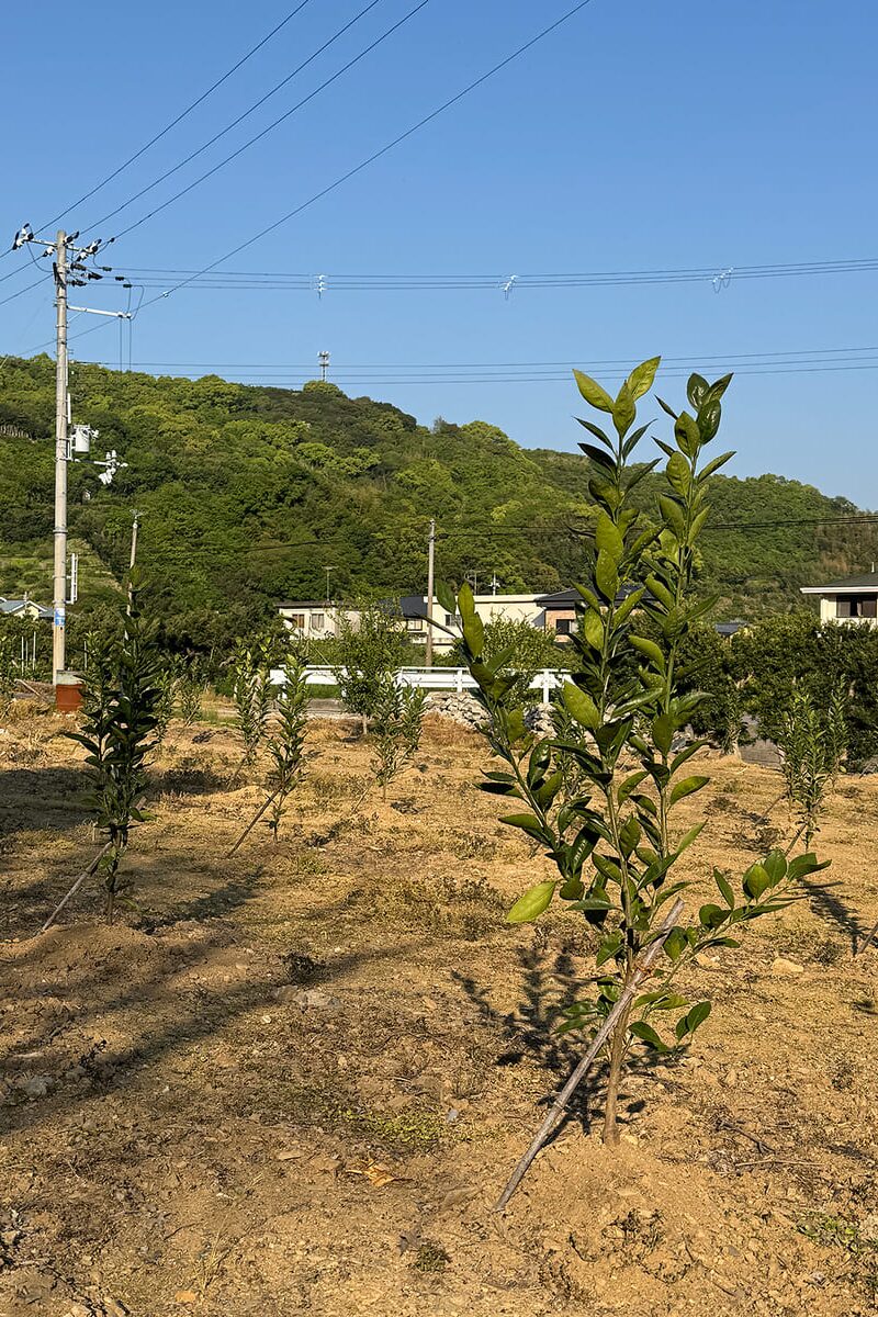 新品種「あおさん」