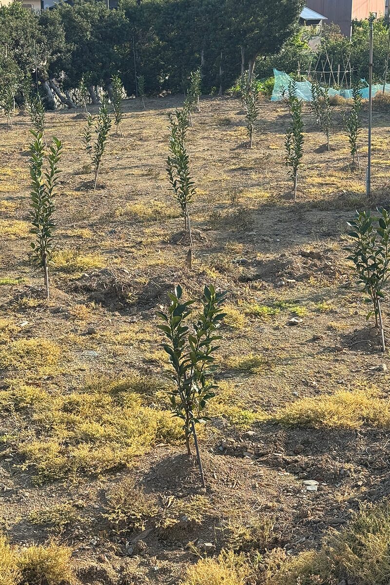 新品種「あおさん」