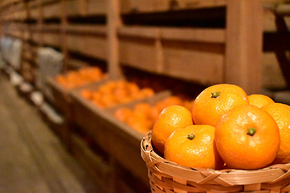 蔵の中でカゴに入れられた蔵出しみかん