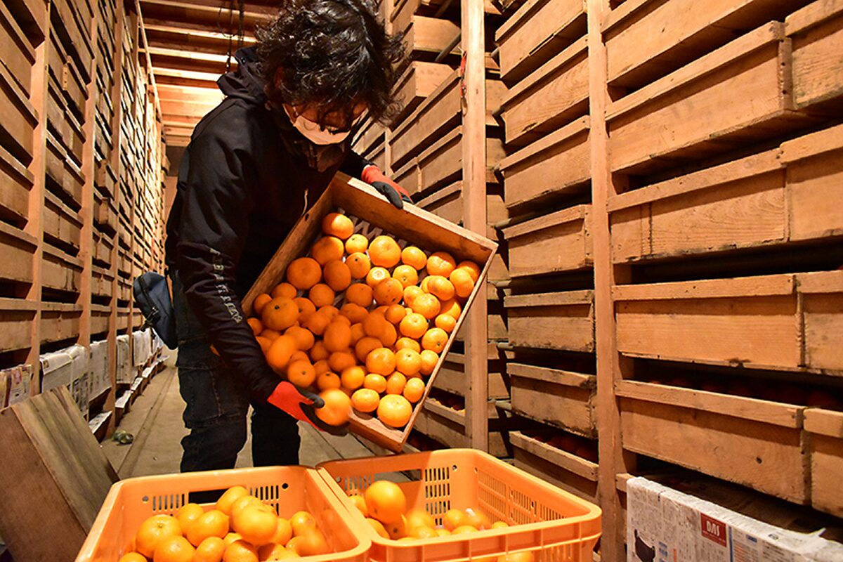 蔵にみかんを貯蔵している様子