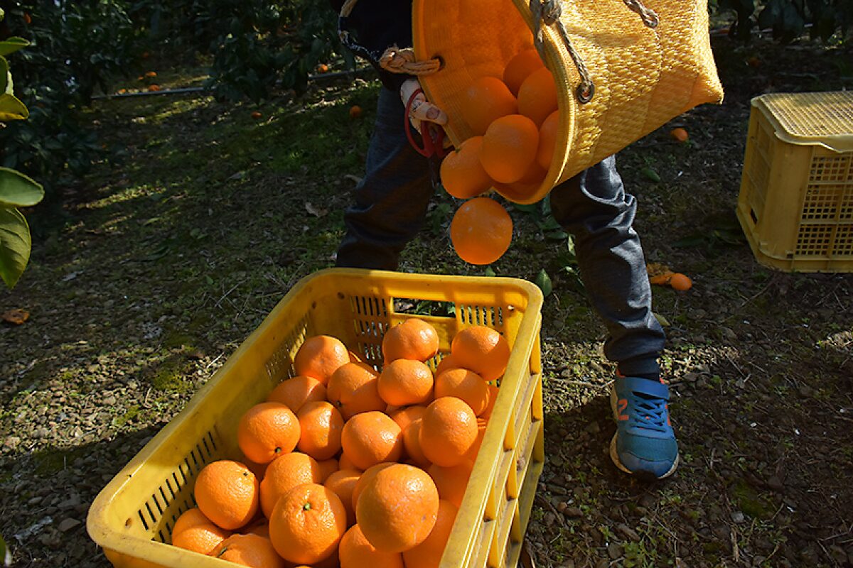 収穫したみかんをコンテナに移している様子