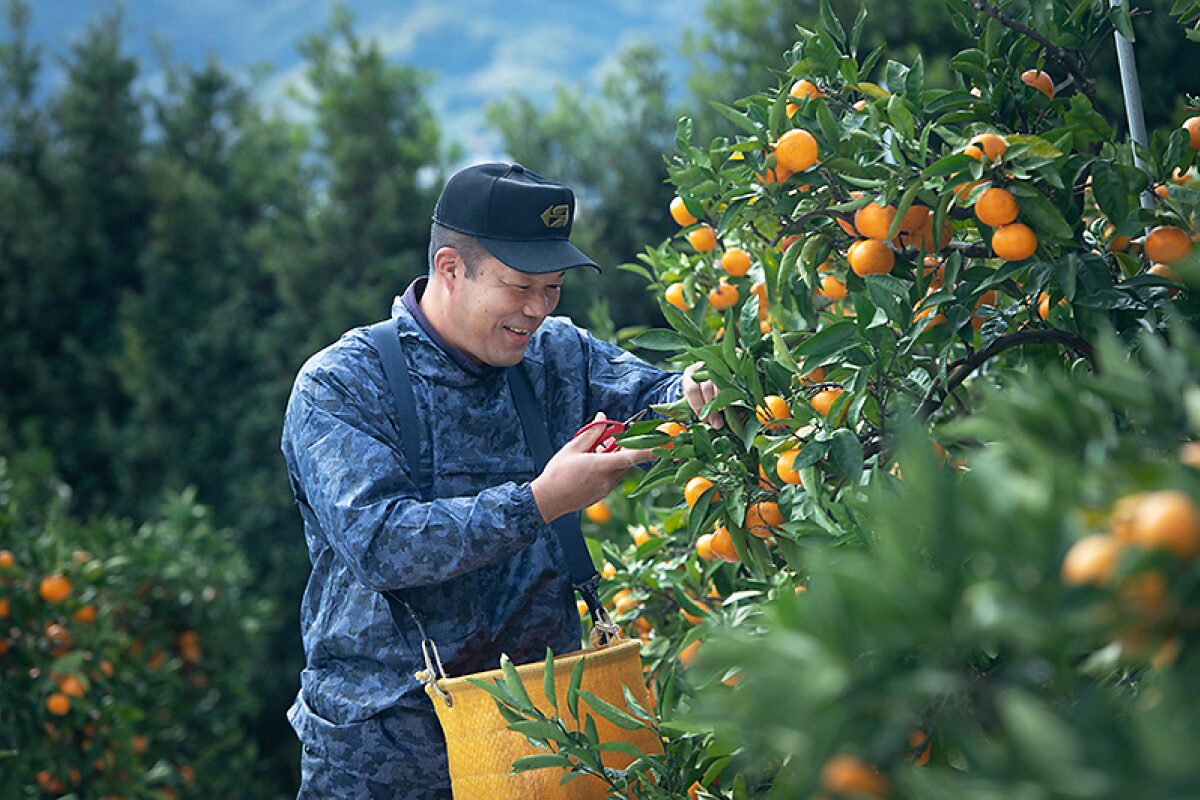 橋本農園でのみかん収穫の様子