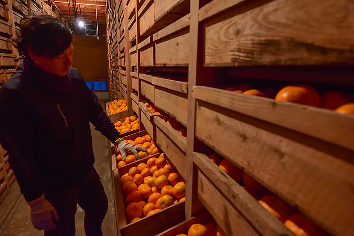 みかんの品質管理をしている様子