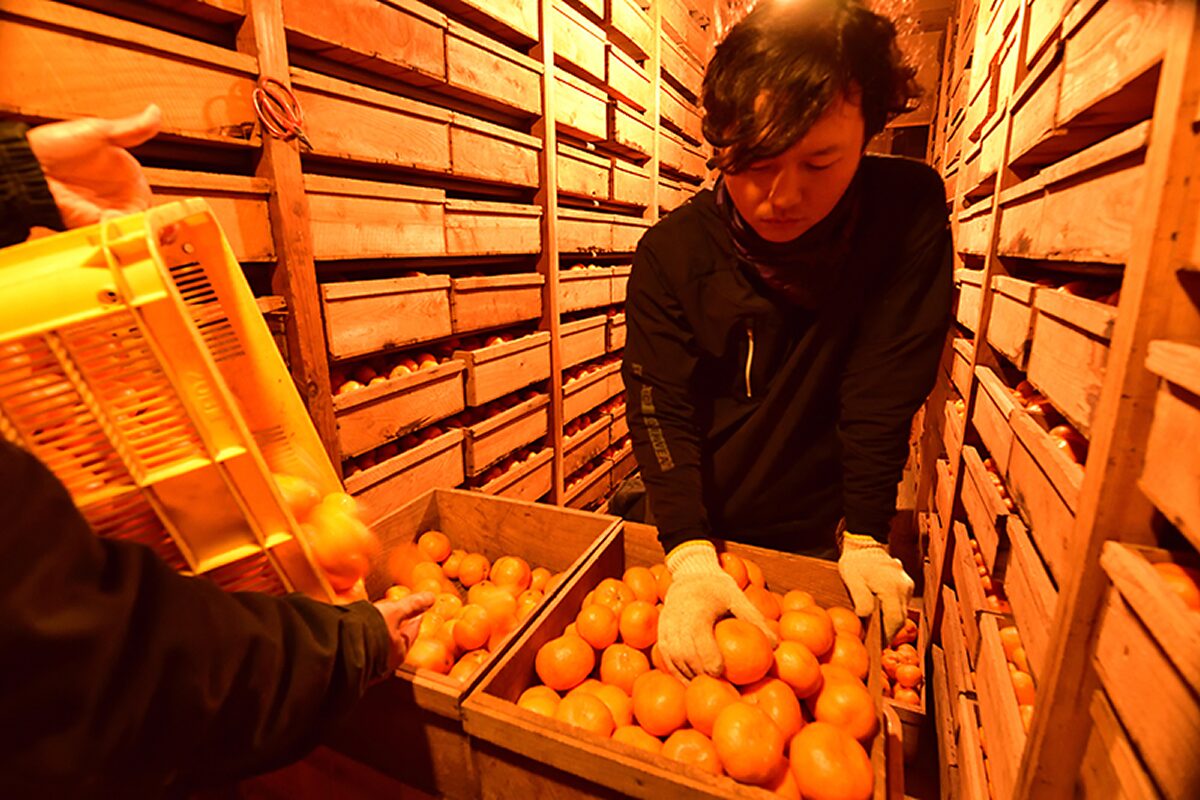 収穫したみかんを、蔵に貯蔵している様子