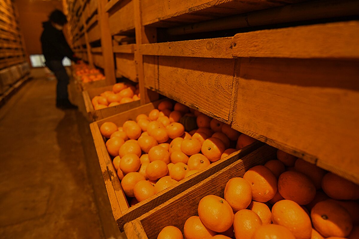 蔵にみかんを貯蔵している様子