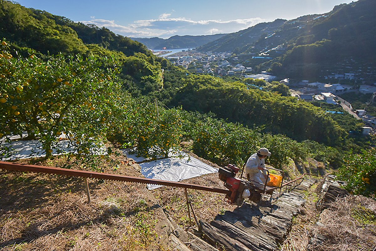 段々畑で収穫したみかんを運んでいる様子
