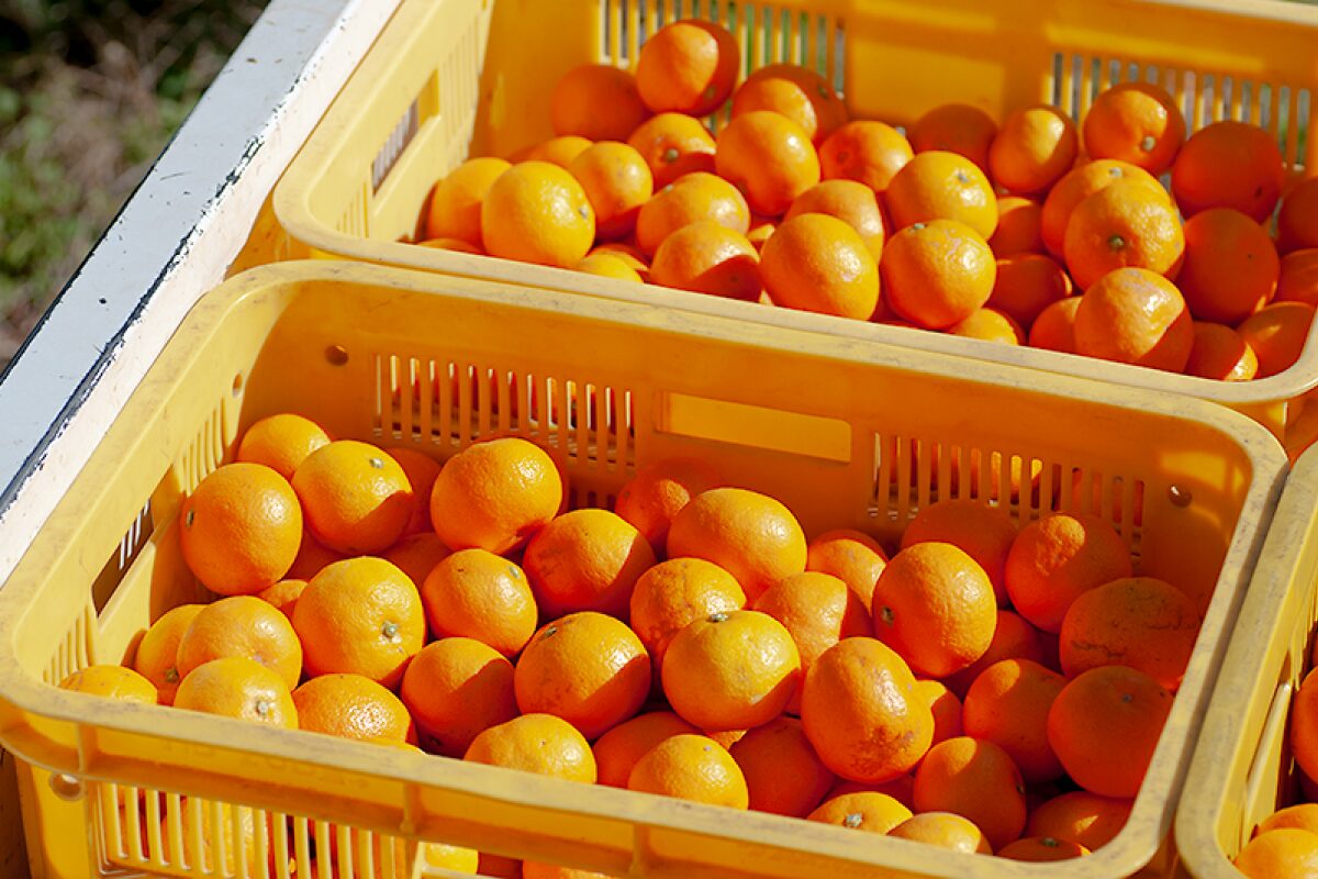 収穫されコンテナに入れられたみかん