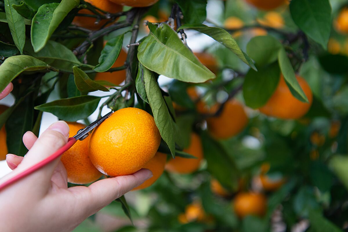 木になっているみかん