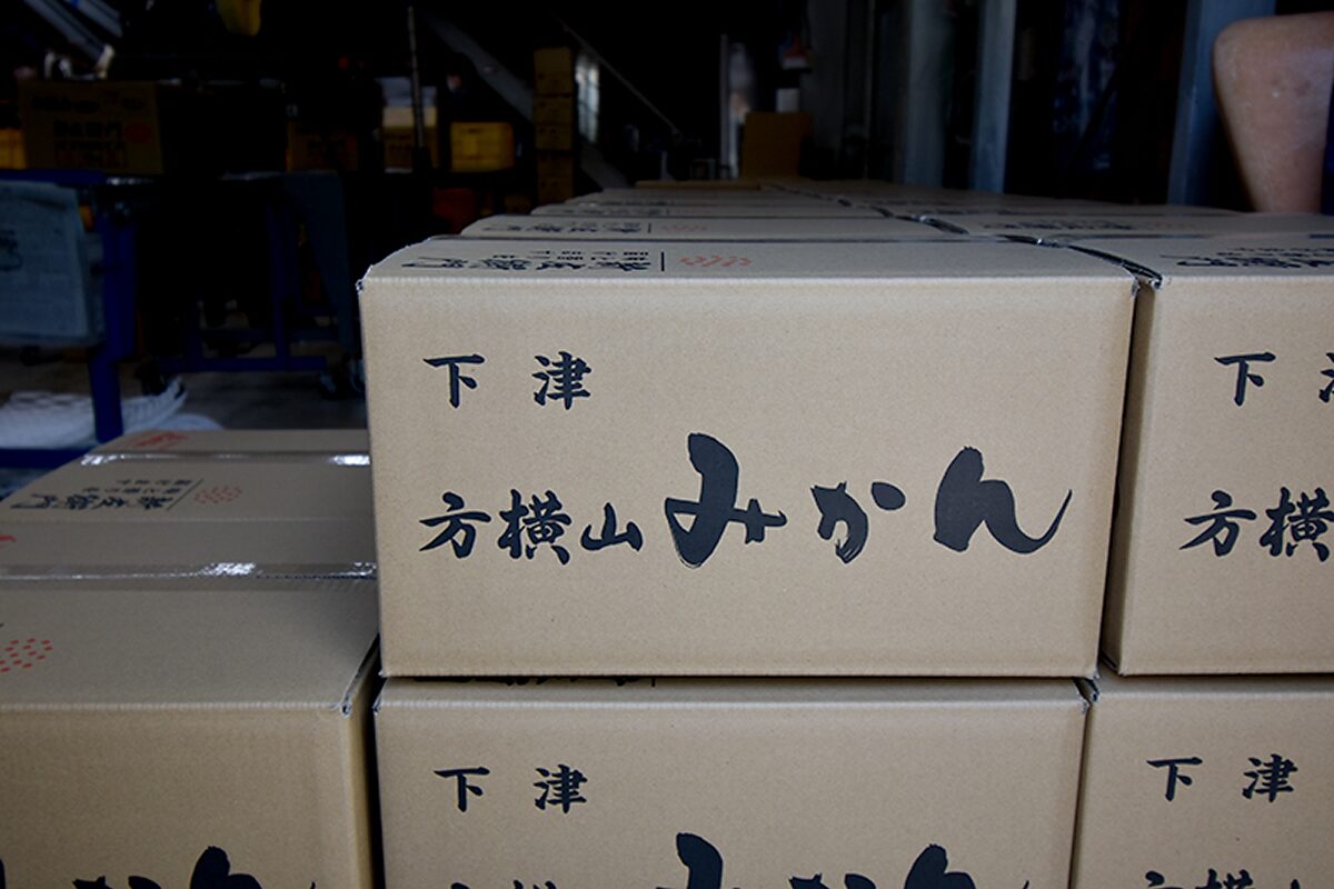 出荷されるみかんたち