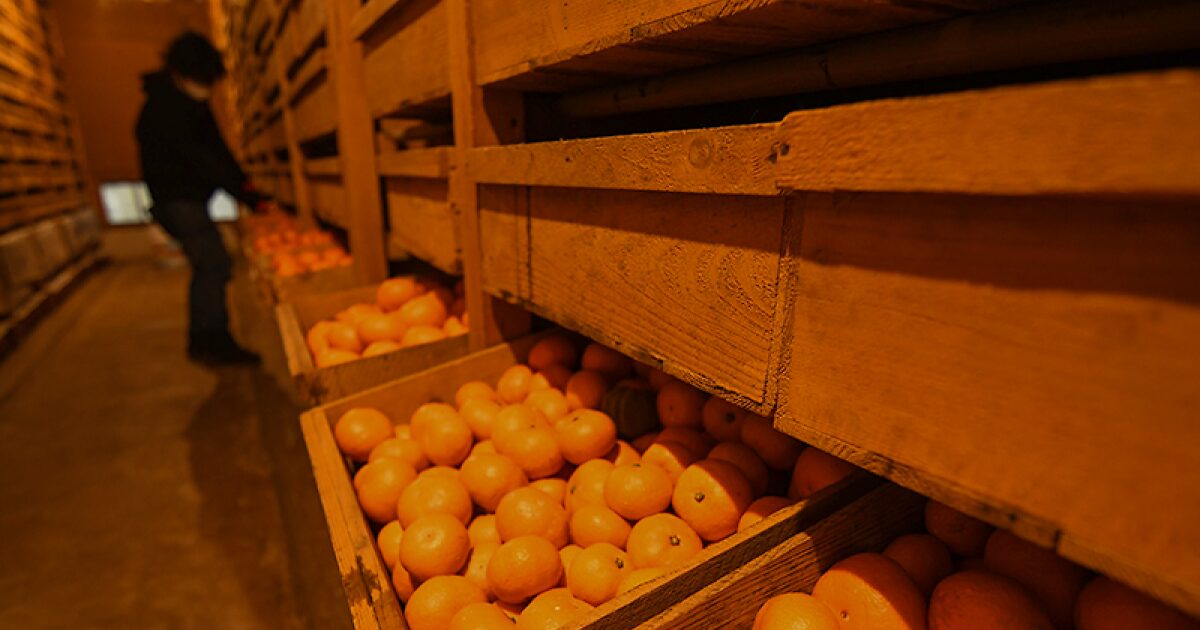 木箱に入っている蔵出しみかんをチェックしている様子