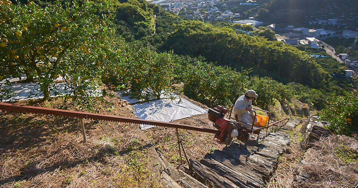 みかん畑からみかんを運ぶ様子