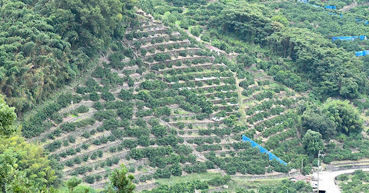 蔵出しみかんを作るための下津町ならではのみかん畑