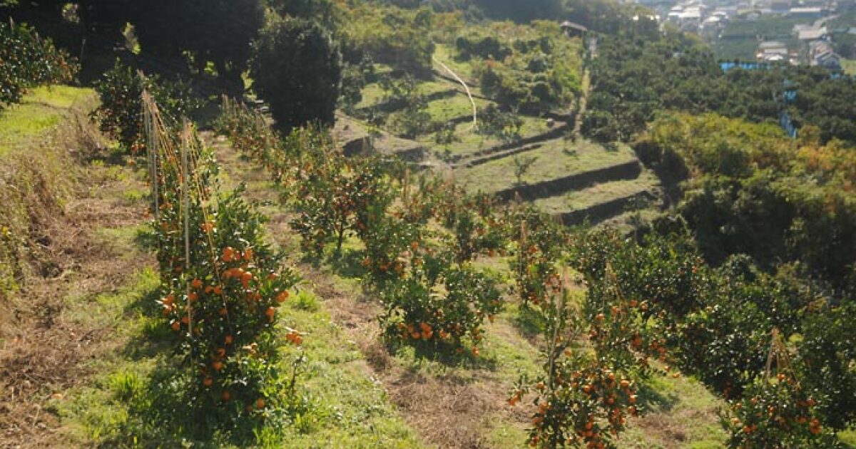 みかん畑の様子