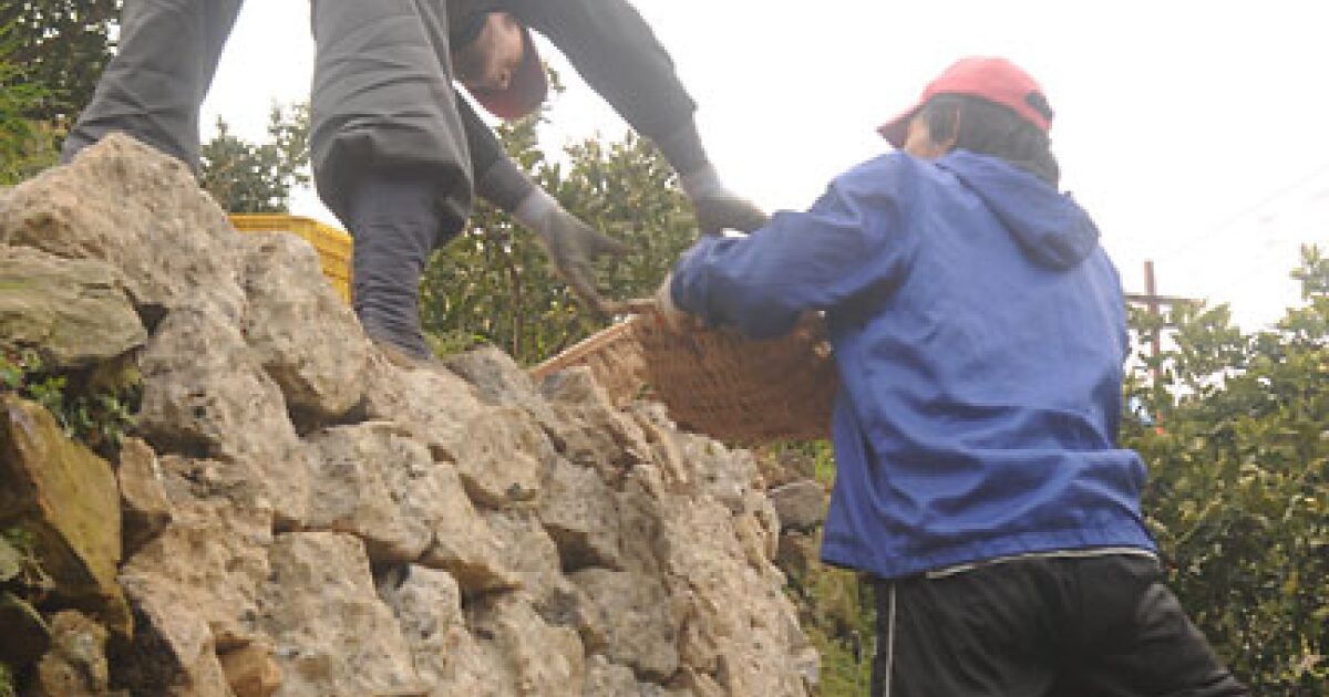 美味しい蔵出しみかんを作るために石垣を積み上げる様子