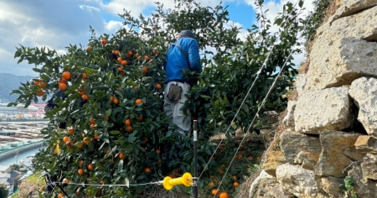 みかんを収穫する様子