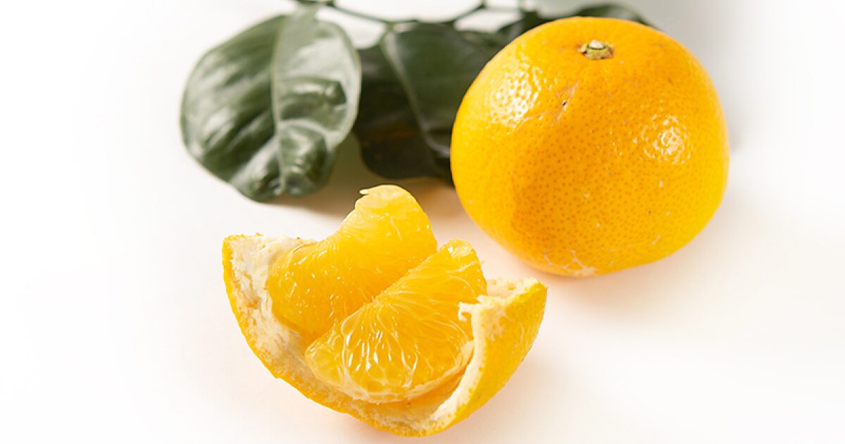 まごころ産直みかんの八朔