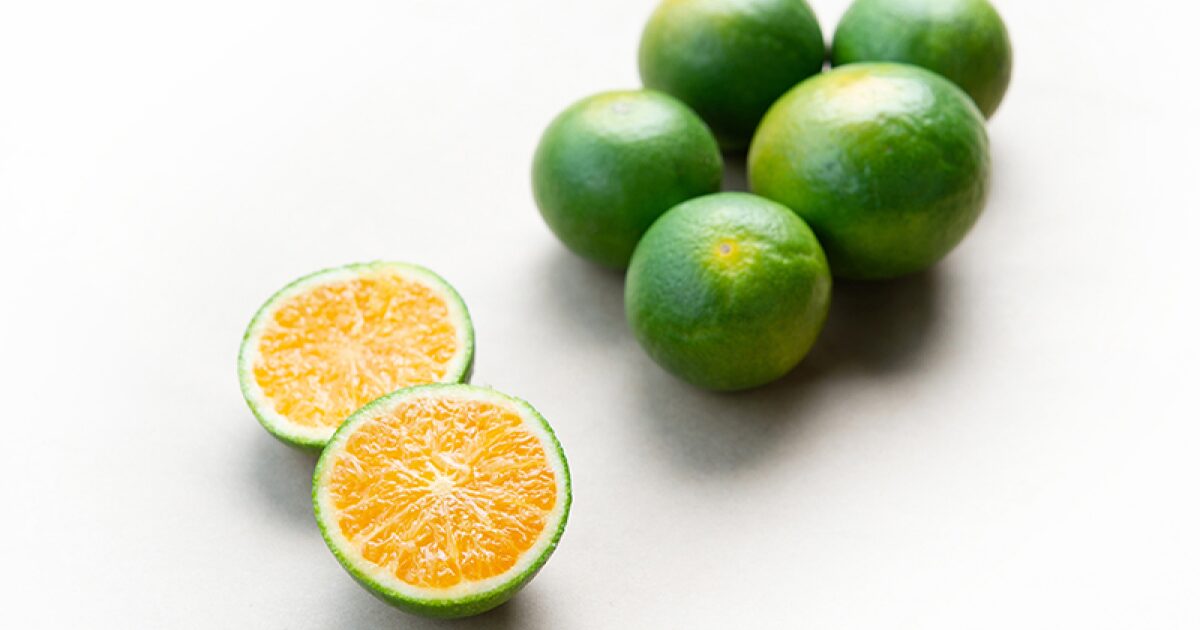 まごころ産直みかんのYN26みかん