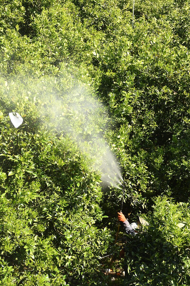 農薬散布の様子