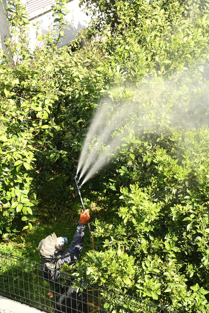 農薬散布の様子