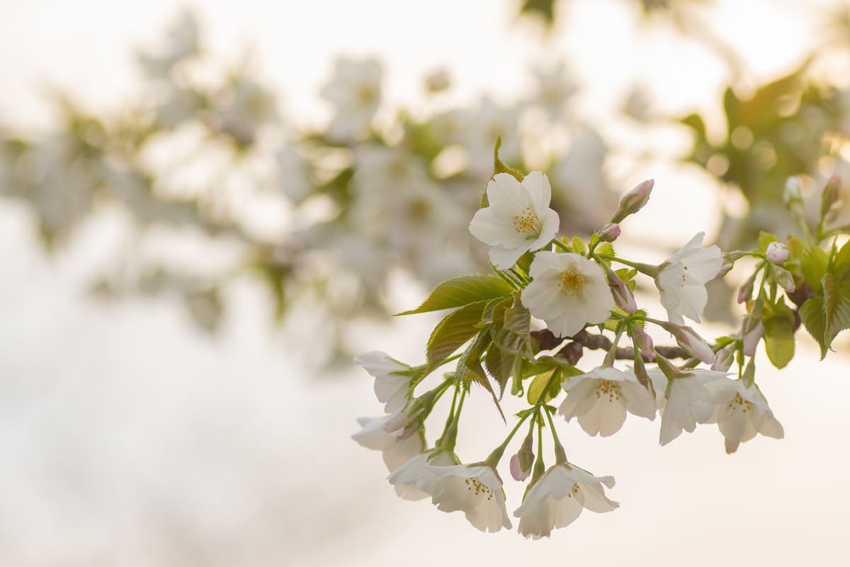 公園に咲いた桜