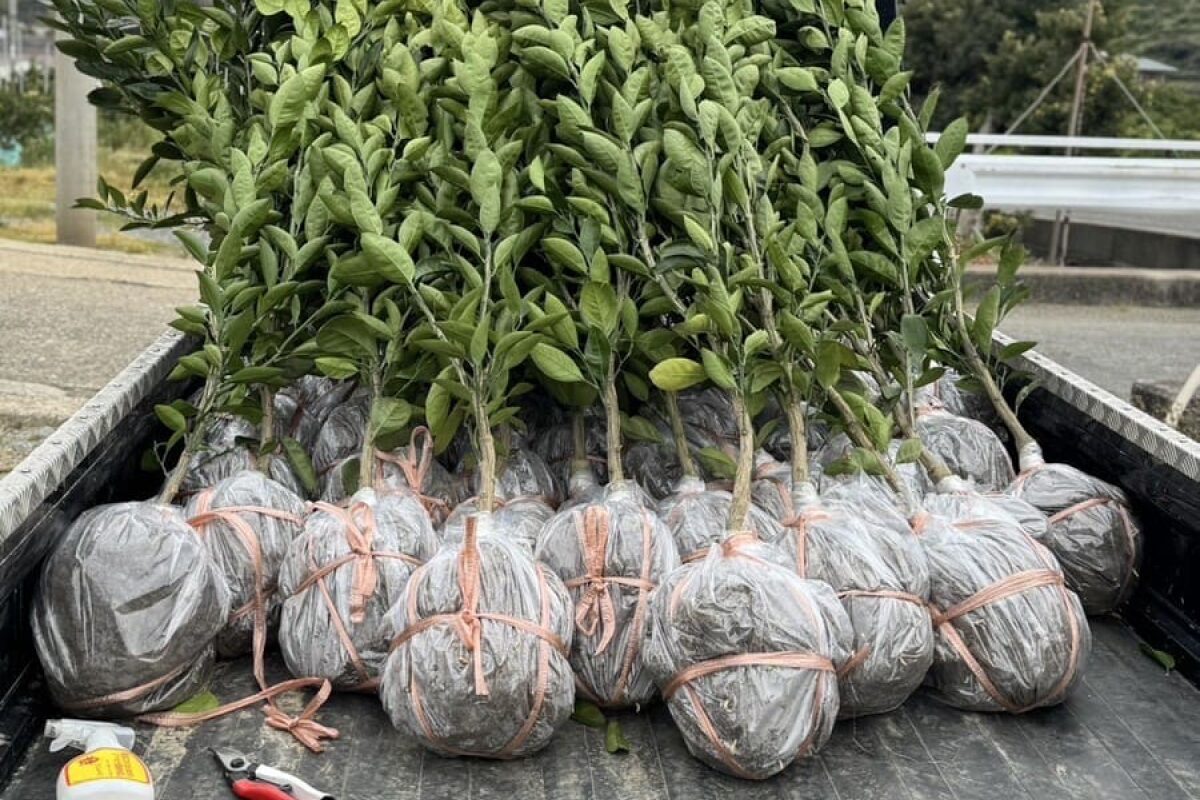 トラックに積まれた苗木