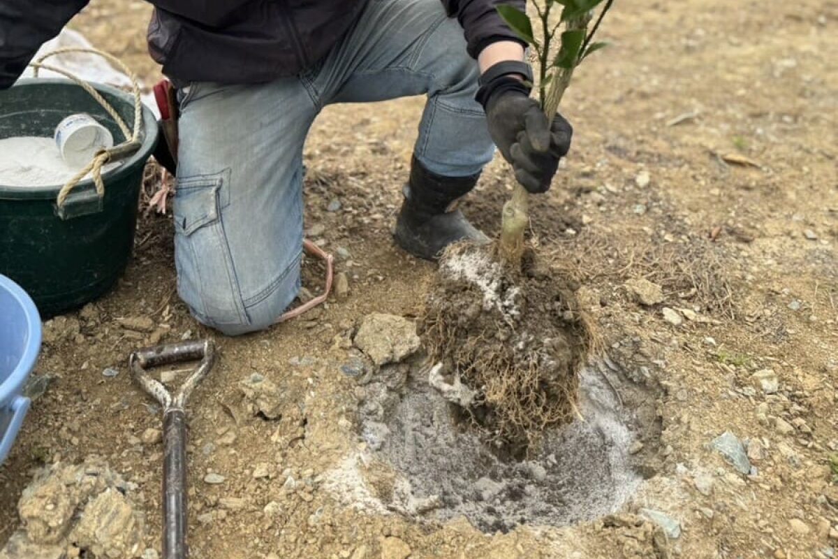 苗木植えの様子