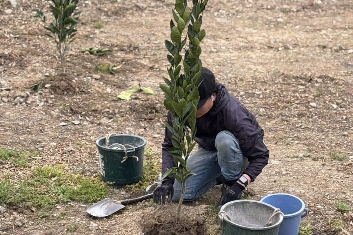 苗木植えの様子