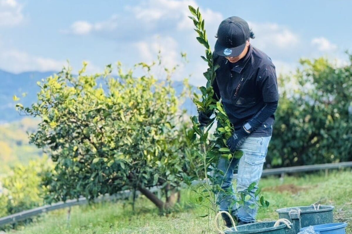 苗木植えの様子