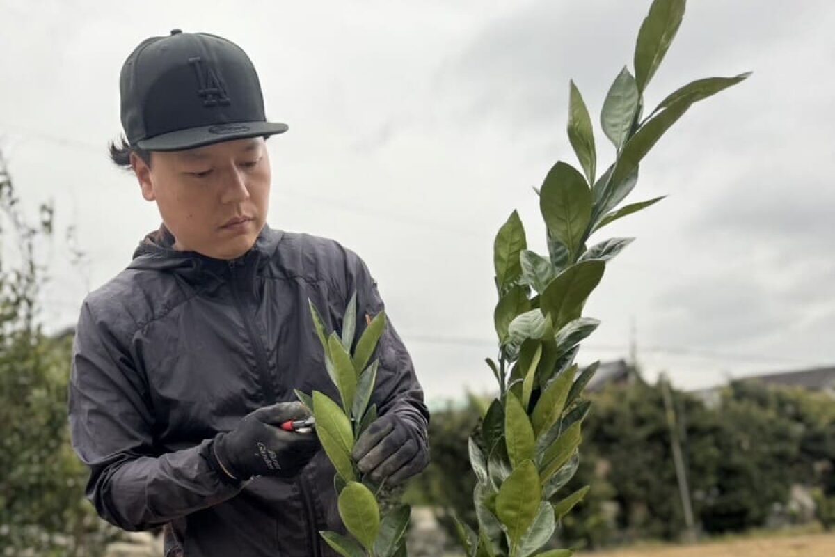 苗木植えの様子