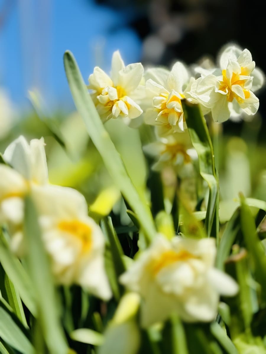 白い水仙